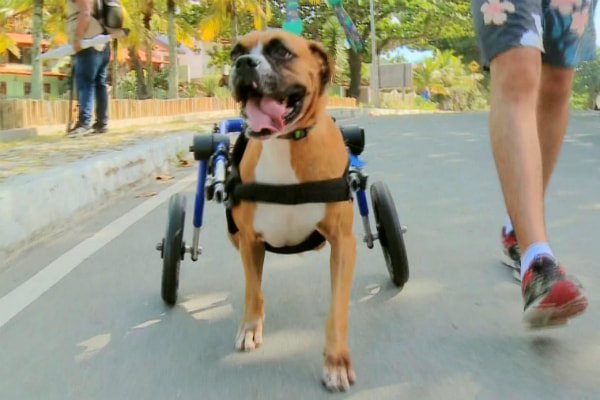 foto do cachorro Marley com a cadeira de rodas