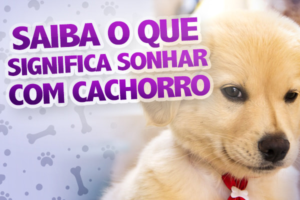 Arte o que significa sonhar com cachorro