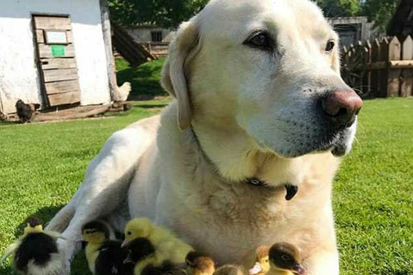 Cão e patinhos