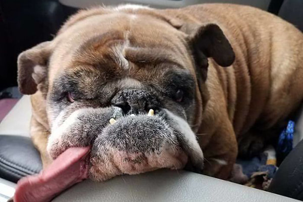 Cão mais feio do mundo