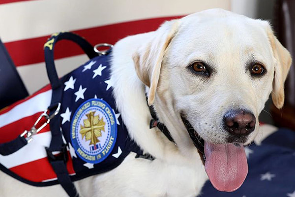 Cão de George W Bush