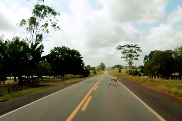 Foto panorâmica de uma estrada brasileira com um burro no meio dela