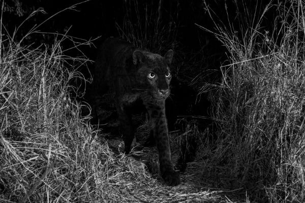 Leopardo negro africano