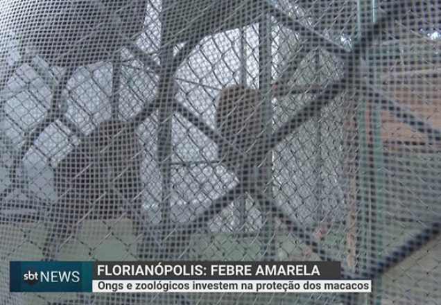 febre-amarela