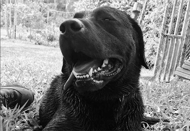 barney, o cachorro que auxiliou nas buscas por sobreviventes em brumadinho (mg)