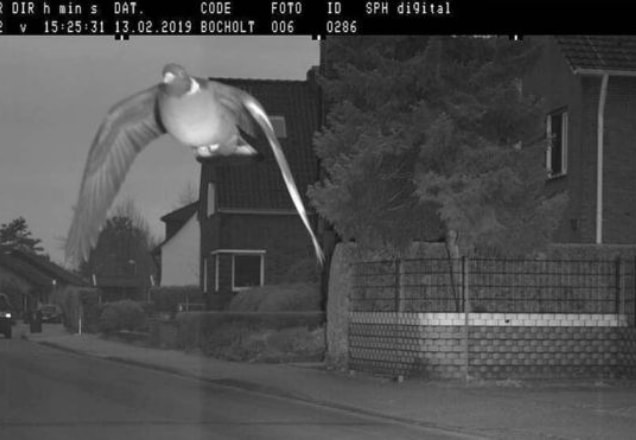 Pombo é fotografado ultrapassando limite de velocidade na Alemanha