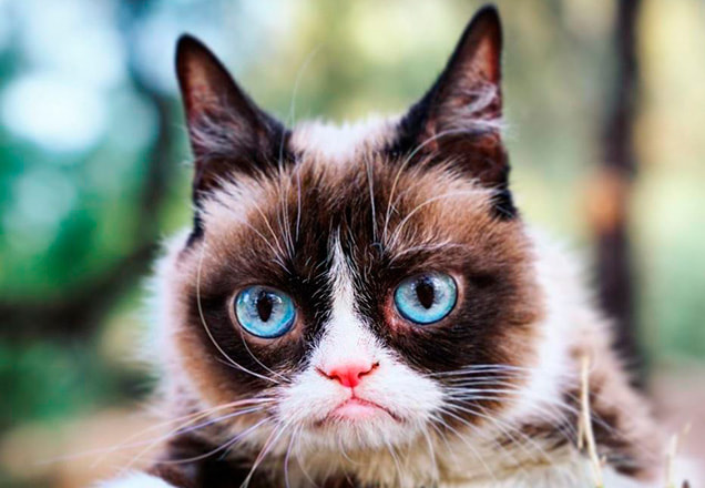 Grumpy Cat posa com sua cara de rabugento