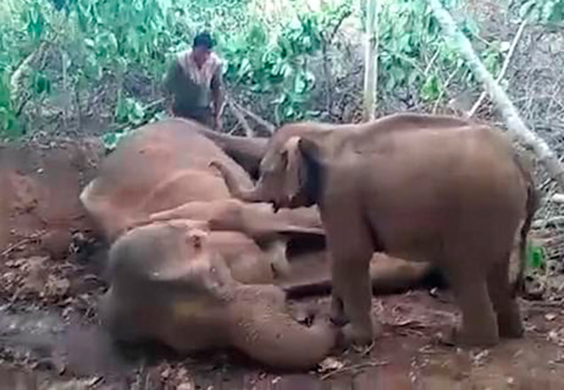 Bebê elefante chora tentando acordar a mamãe morta