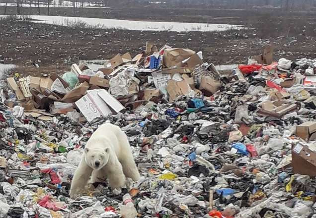 Ursa polar busca alimentos na Rússia