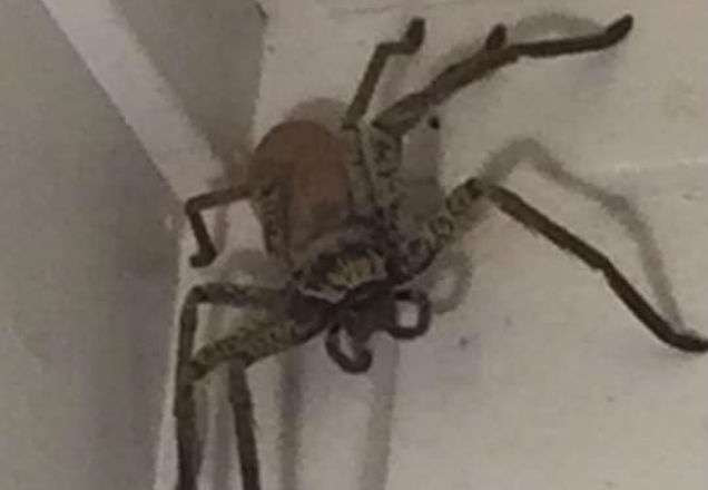 Aranha gigante na Austrália