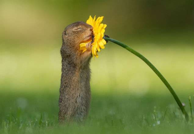 Esquilo é fotografado cheirando flor