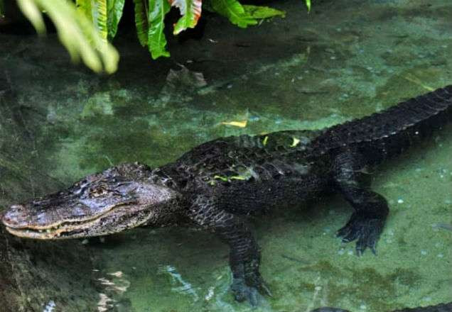 Jacaré engole moedas em zoo no Japão