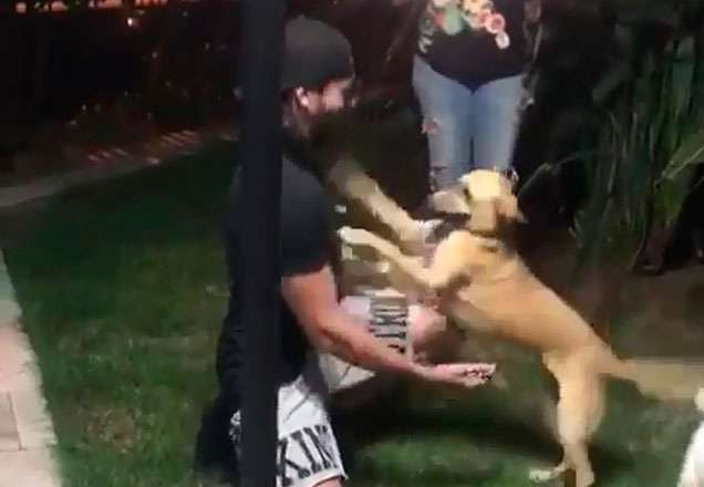 Cachorrinha reencontro com o dono