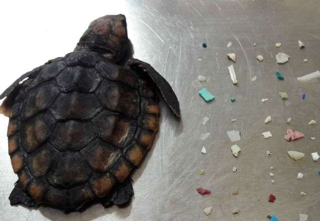 Tartaruga é encontrada morta com plástico no intestino