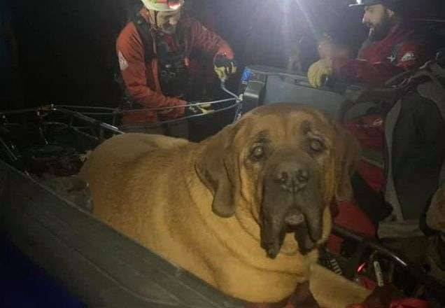 Floyd, o cão resgatado nos Estados Unidos