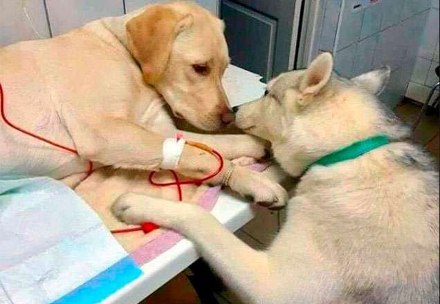 Cão