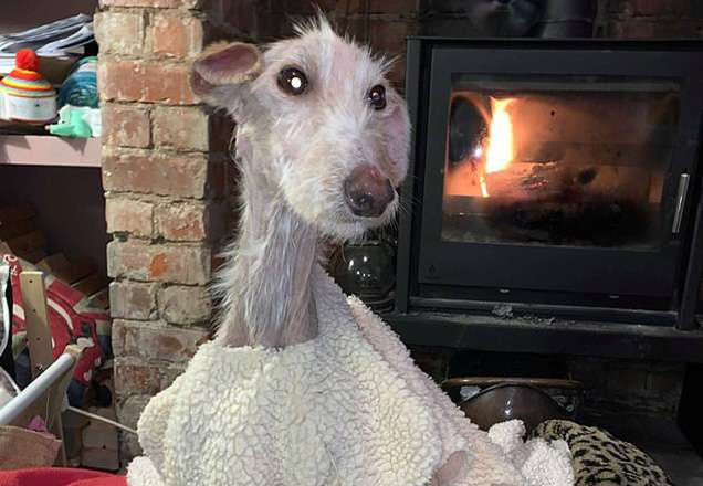 Como alguém pode fazer isso? Cachorro desnutrido abandonado na Inglaterra choca o país