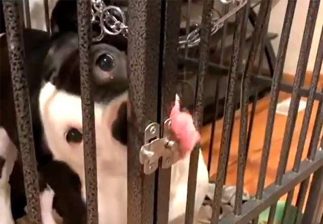 Cãozinho fugindo da gaiola | Foto: Reprodução/Facebook