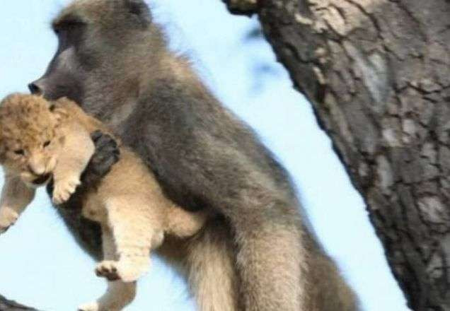Macaco salva leão de ataque