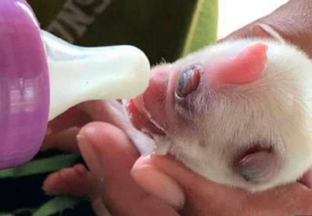 Cãozinho nasce com apenas um olho | Foto: Divulgação