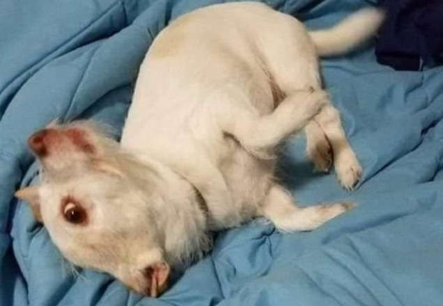 Cachorro causa ilusão de ótica e parece outro animal