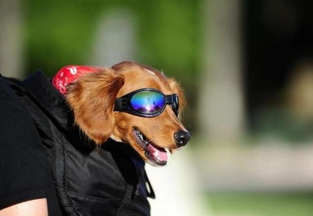 Inácio, o cão, de óculos escuros