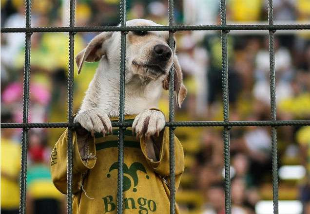 Cachorro torcedor nas grades do estádio, na Argentina