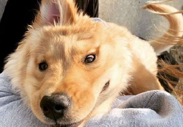 A cachorra Rae, com apenar uma orelha no topo do crânio