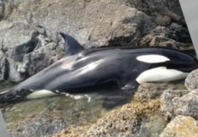 Vídeo: pessoas salvam filhote de orca encalhada em costa