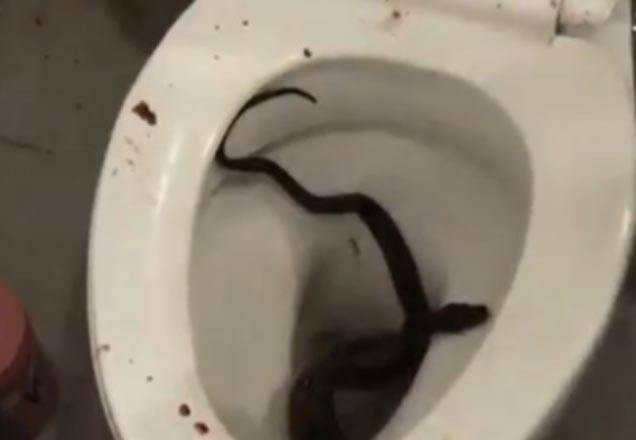 cobra piton