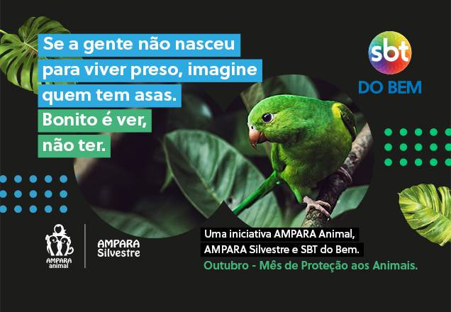 Papagaio solto na natureza para mostrar a importância de sua liberdade