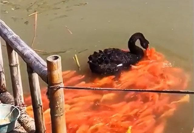 Cisne alimentando cardume