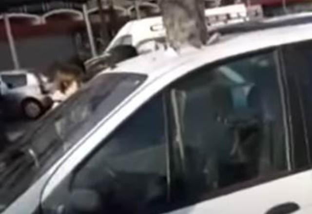Árvore nasce dentro de carro