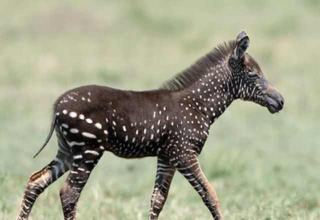 Zebra com bolinhas (Reprodução/Internet)