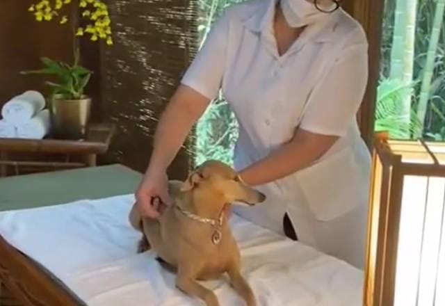 Cachorro da Anitta recebendo massagem no spa