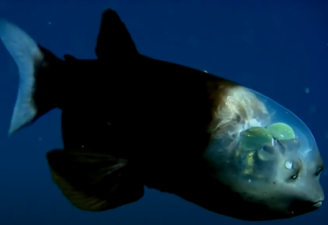 Suposta imagem de peixe com cabeça transparente