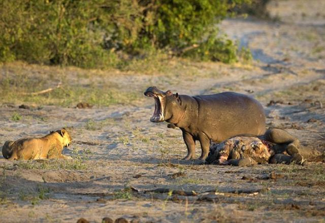 Imagem mostra uma leoa encarando um hipopótamo