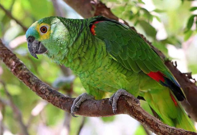 Imagem de um papagaio na natureza
