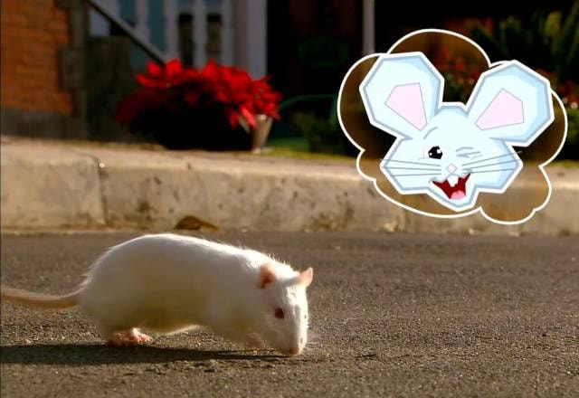 Rato andando na rua