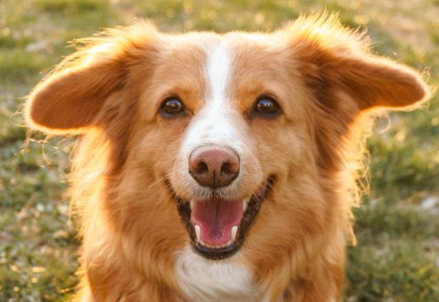 ADESTRAMENTO DE CÃES
