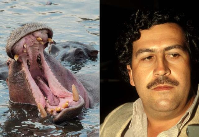 Arte com o rosto de Pablo Escobar de um lado e um hipopótamo do outro