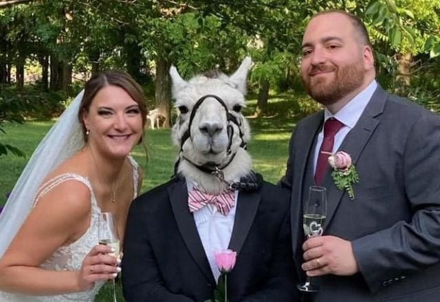 Lhama vestida com terno ao lado de casal durante cerimônia