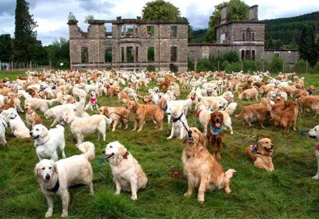 500 goldens retrievers juntos para foto na Escócia