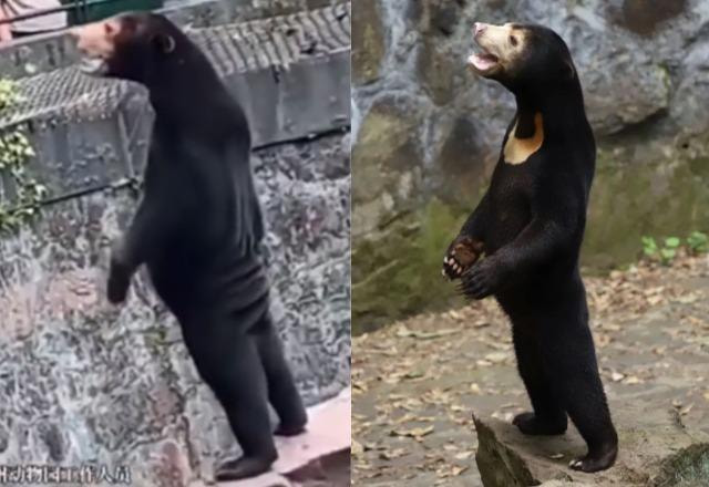 Urso de zoológico da China em pé