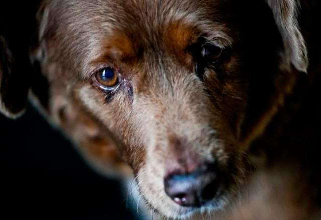 Focinho do Bob, o cão mais velho do mundo