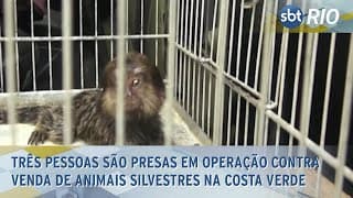 Três pessoas são presas em operação contra venda de animais silvestres na Costa Verde Três pessoas são presas em operação contra venda de animais silvestres na Costa Verde
