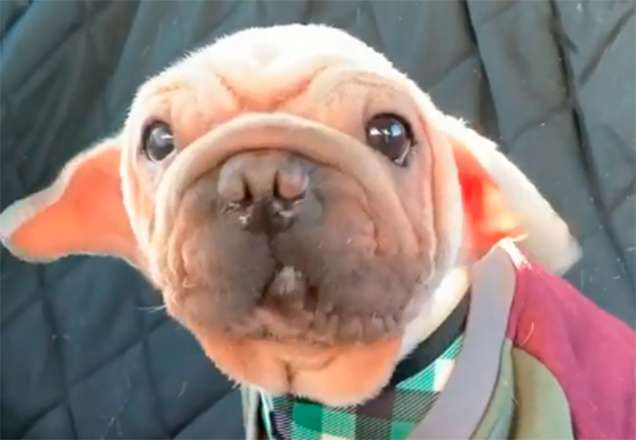 Mork vestido de Baby Yoda | Foto: Reprodução/Instagram