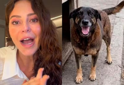 Paolla Oliveira se revolta com morte do cão Orelha e chama suspeitos de "bandidos"